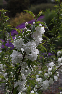 Prunus glandulosa Alboplena - slivoň žlaznatá